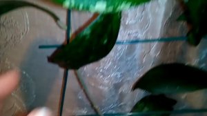 Хойи подростки и крупные