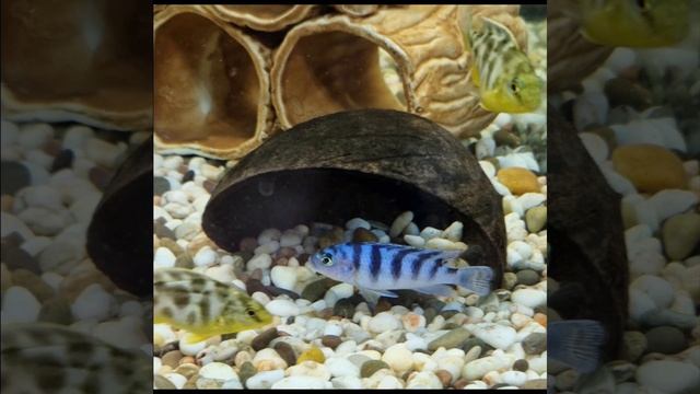 Псевдотрофеус ломбардо (Maylandia lombardoi) смотреть онлайн