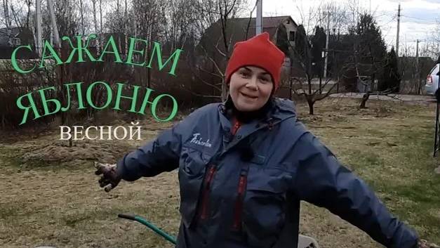 Весенняя посадка яблони