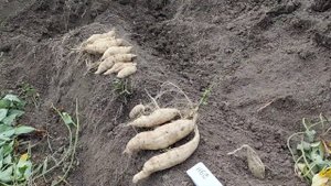 Обзор сорта батата НБС или Новосибирский белый. Батат, который не любит полив. Плети батата -миф.