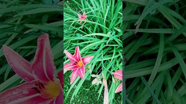 Лилейник Оранж.?(daylily orange)