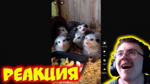 Adorable Baby Opossums Eating Fruit ( @bluebeji ) | Реакция