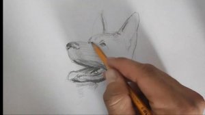 рисую немецкую овчарку