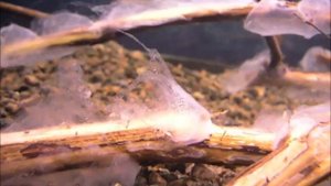 Удивительные существа на виноградной лозе в аквариуме
