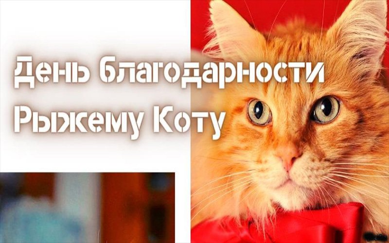 День благодарности рыжему коту. Красивый кот и красивый видеоролик.mp4