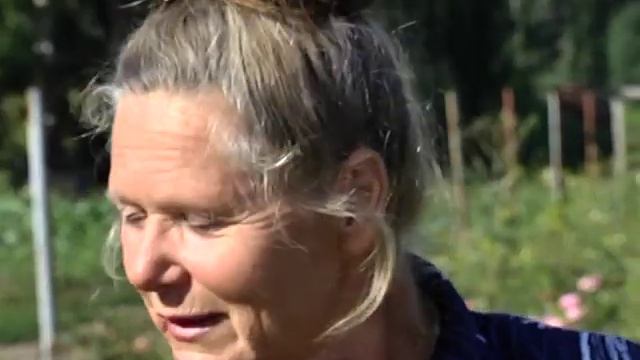 Рубрика «ЗаДачник»: жимолость «Каприфоль» смотреть онлайн