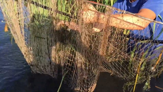 ОГРОМНЫЕ КАРАСИ на ОГРОМНЫЙ САЧОК! это ЛУЧШЕ чем ТАПТУХА!!! смотреть онлайн