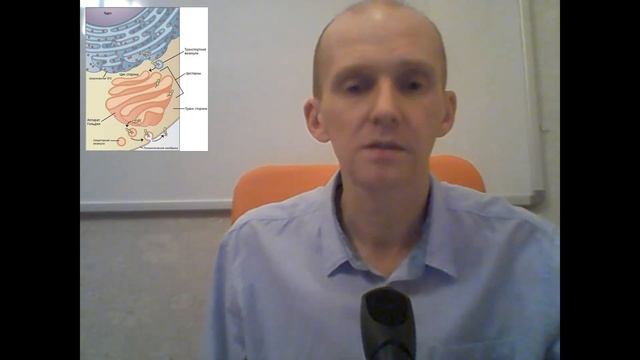 Взаимодействие ЭПС и аппарата Гольджи смотреть онлайн