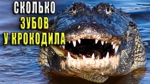 Сколько зубов у крокодила