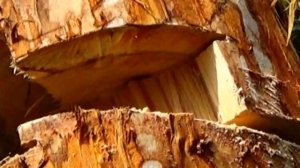 ?Валим любое дерево циркулярной пилой .We demolish the tree