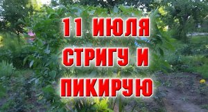 11 июля. Стригу кустарники, пикирую сеянцы.mp4