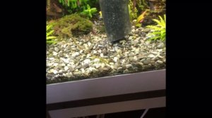 Как не надо сифонить грунт  и как это делать правильно.