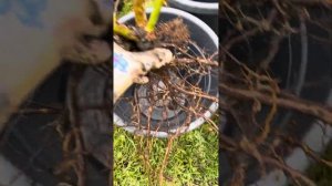 Осенняя посадка розы «Пьер де Ронсар»?Каталог rozi-yulii.ru?