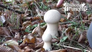 Conoscere i Funghi: Calvatia excipuliformis [ COMMESTIBILE ]