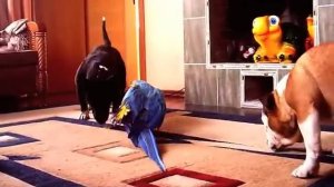 Попугай Ара