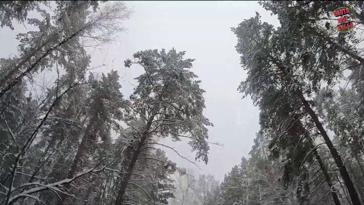 Зима ушла и сезон охоты с ней... 2019г 1 марта. смотреть онлайн