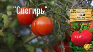 Раннеспелые ТОМАТЫ-ТРУДЯГИ для ОТКРЫТОГО ГРУНТА