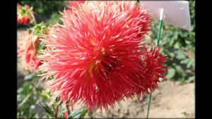 Луковицы георгины почтой