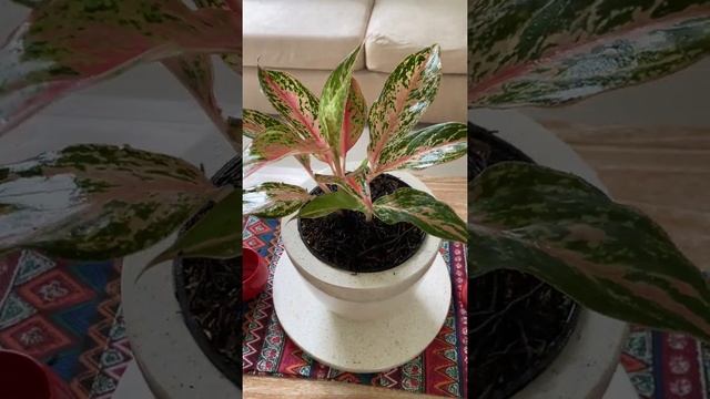 Aglaonema Sparkling Sarah #aglonema #sparklingsarah #tanamanhias The Simple Plant