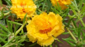 Table Rose-Moss Rose-Portulaca Grandiflora - Sun Rose - ID: MARIGOLD..