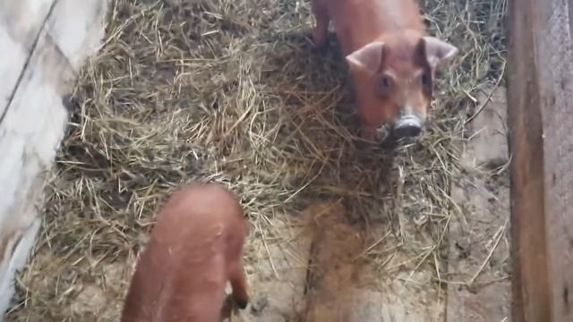 Поросята породы Дюрок / В хозяйстве пополнение / Разведение Дюрков смотреть онлайн