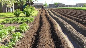 Мтз 132Н Ежи в работе Прополка