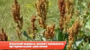 Майн Совет про конский щавель