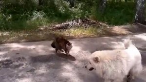 Кошка нападает на собаку