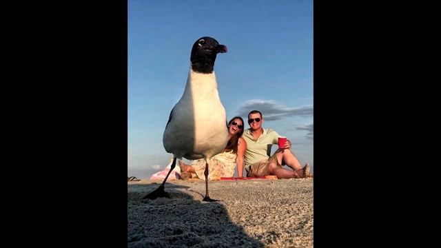 ПРЕВРАЩЕНИЕ В СЕБЯ САМОГО ЛУЧШЕГО 2021 Арктурианский СОЕТ 9д через Даниэля Скрантона смотреть онлайн