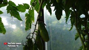 САМЫЕ МЯСИСТЫЕ ТОМАТЫ КОТОРЫЕ Я ПРОБОВАЛ ЧЕРЕВИЧКИ