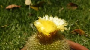 Time-Lapse Flor de Cactus