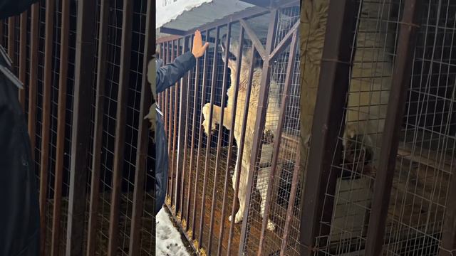 Гигантский алабай,есть свободные щенки +79370705007,среднеазиатская овчарка,волкодав,питомник, тяжи смотреть онлайн