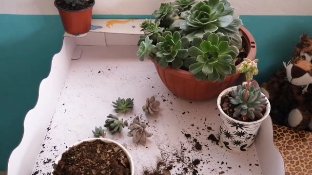 MANTENIMIENTO A ALGUNAS DE MIS SUCUS, CAMBIO DE MACETA, SEPARACIÓN DE HIJUELOS. 🌸🍃🌺💦✂️ смотреть онлайн