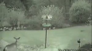 Струйный водяной отпугиватель птиц и животных