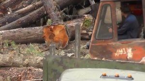 Отборные бревна кедра для сруба. Вывозка кругляка из тайги.