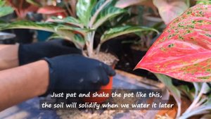 Beauty Plants Sisters, Pink Sunset and Red Sunset Aglonema Chinese Evergreen propagation and caring