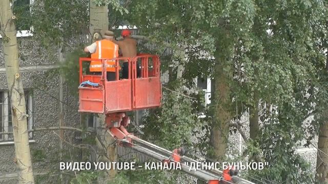 Обрезка тополей, как правильно?