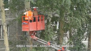 Обрезка тополей, как правильно?