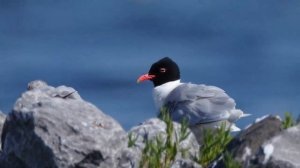 Черноголовая чайка - Larus melanocephalus