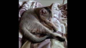 Утренние умывашки