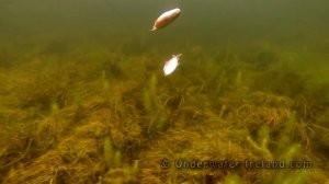 Must see: BIG VS SMALL. Pike attack fishing bait underwater. Рыбалка  Атака щуки подводой.