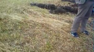 Серые лесные почвы Владимирского ополья со вторым погребенным гумусовым горизонтом