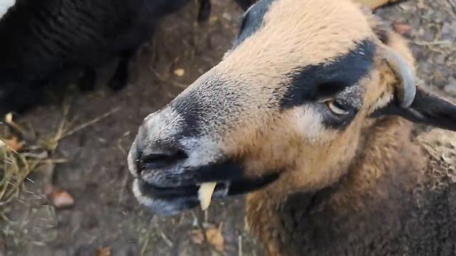 Зверьё моё) Овцы,куры,Феликс, Белка,Ласка. смотреть онлайн