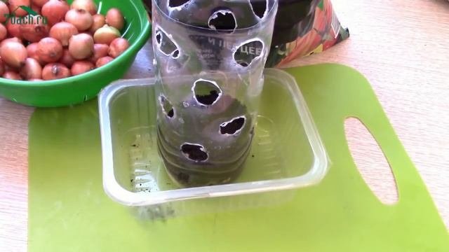 ? Лук в бутылках: выращиваем свежую зелень на подоконнике - 7 дач