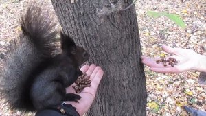 Белочка ест с рук орешки