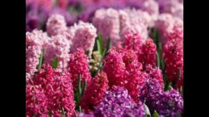 Hyacinth Flower