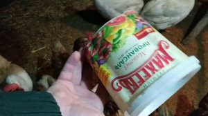 Мешанка для птицы. Кормление кур, цесарок, фазанов/Дом в Сибири