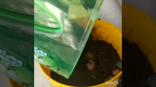 Как вырастить рождественник в домашних условиях! Размножение рождественника.?? смотреть онлайн