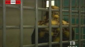 «Кому сигналишь, дядя» снова в камере!