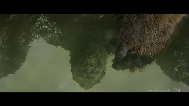 Кинг Конг vs гигантского кальмара осьминога, битва смотреть онлайн